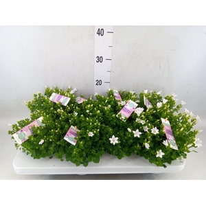 Campanula porten. 'Ambella White'