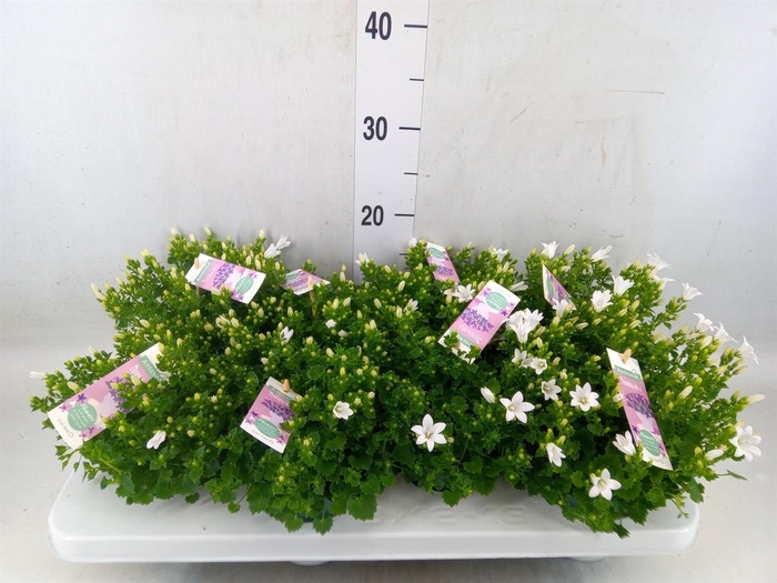<h4>Campanula porten. 'Ambella White'</h4>