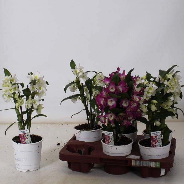 <h4>DEND NOBILE</h4>