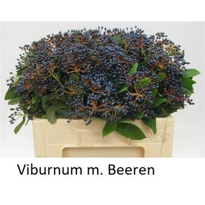 Viburnum Met Bes Bos