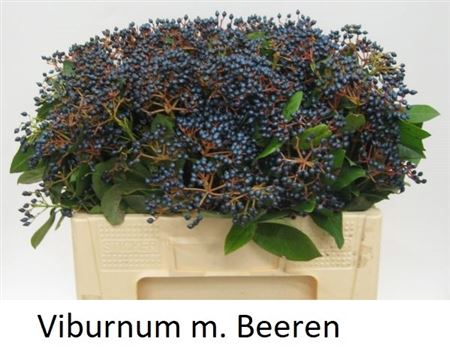 <h4>Viburnum Met Bes Bos</h4>