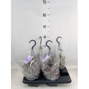 Ceropegia woodii 'Variegata'