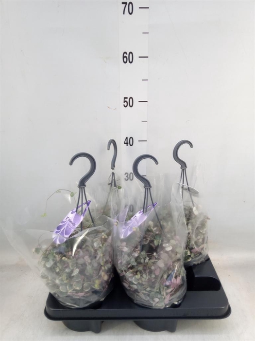 <h4>Ceropegia woodii 'Variegata'</h4>