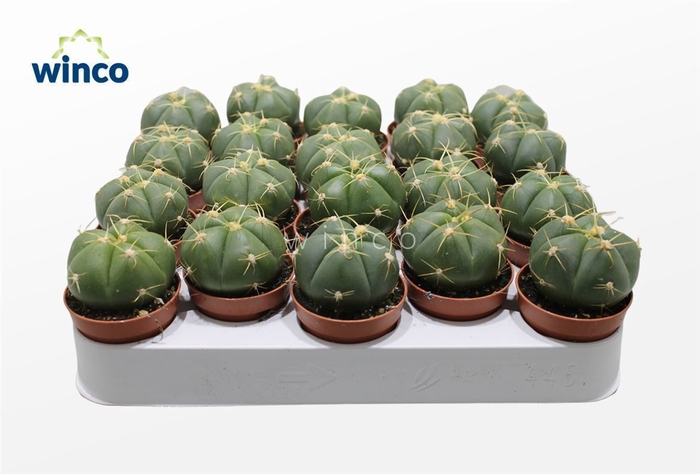 <h4>Gymnocalycium Horsti</h4>