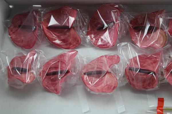 <h4>Anth A Candy X 16</h4>