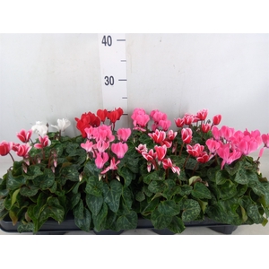 Cyclamen KL 'Carino'