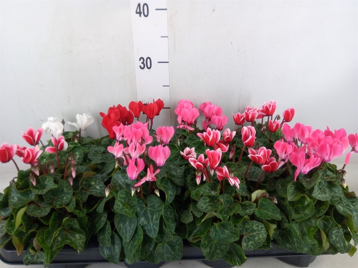 <h4>Cyclamen KL 'Carino'</h4>