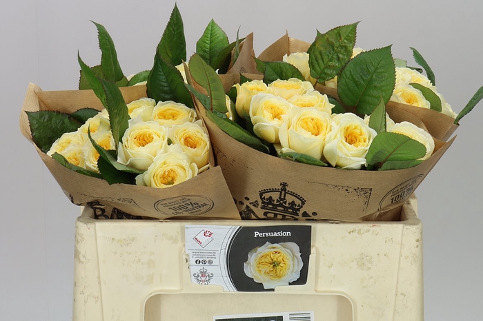 <h4>Rosa Gr Gar Persuasion</h4>