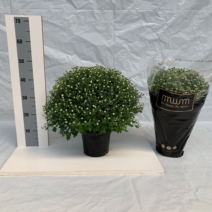 <h4>Chrysanthemum   ..</h4>