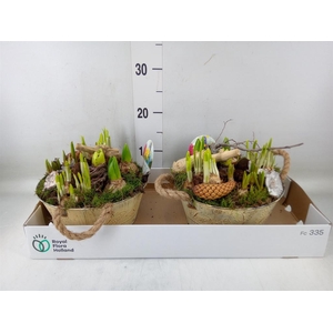 Arr.   Bol/Knolgewas L%