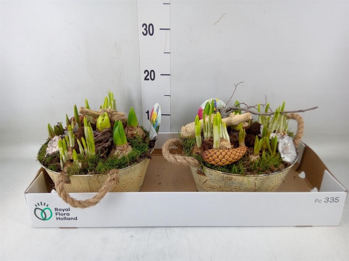 <h4>Arr.   Bol/Knolgewas L%</h4>