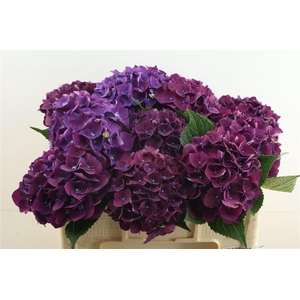 Hydr M Mon Amour Purple 50-17