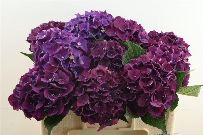 <h4>Hydr M Mon Amour Purple 50-17</h4>