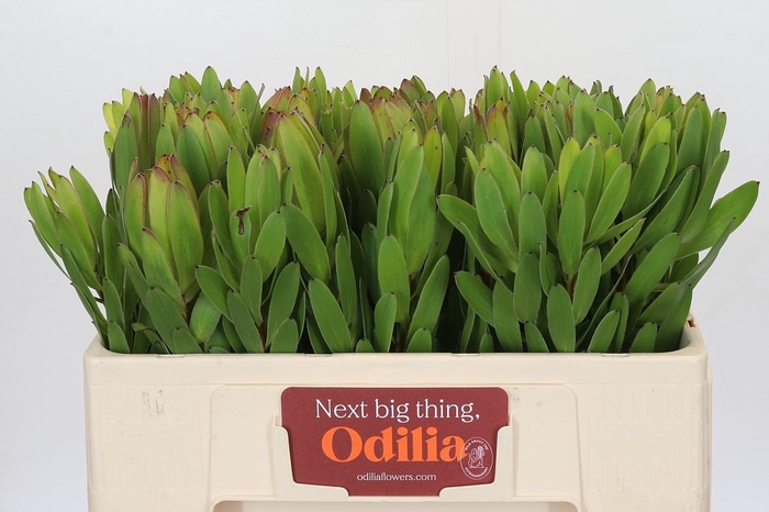 <h4>Leucadendron Goldstrike</h4>