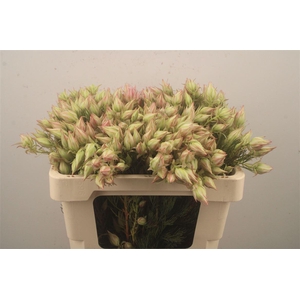 Serruria Satin Star 8+