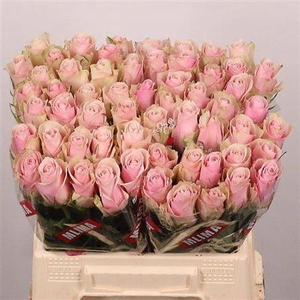 R Gr Pink Athena