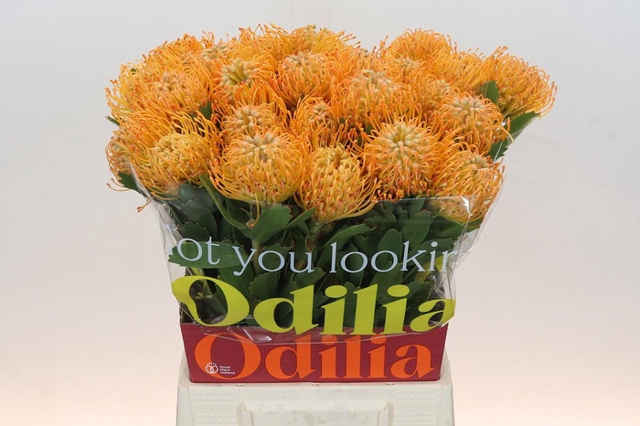 <h4>Nutans Soleil</h4>