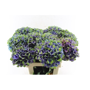 Hydr M Mag Charlotte Blue
