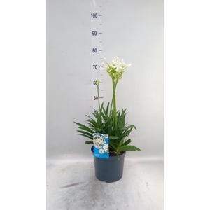 Agapanthus FU 'Snowball'