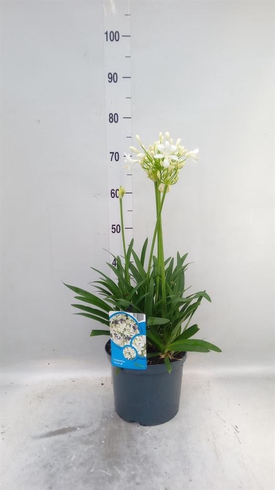 <h4>Agapanthus FU 'Snowball'</h4>