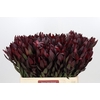 Leucadendron Saf Sunset Dark R.