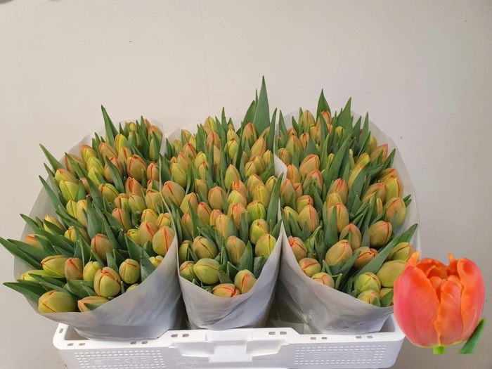 <h4>TU DU ICOON</h4>