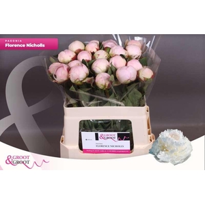 Paeonia Florence Nicholls | Heavy Quality