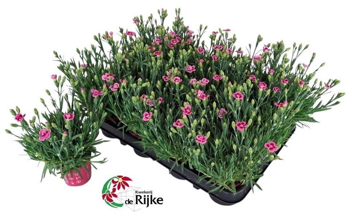 <h4>DIAN DI PINK KISSES</h4>