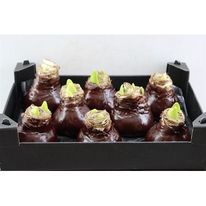 Wax Hipp Choco