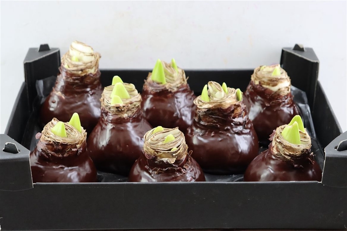 <h4>Wax Hipp Choco</h4>