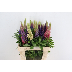 LUPINUS MIXED