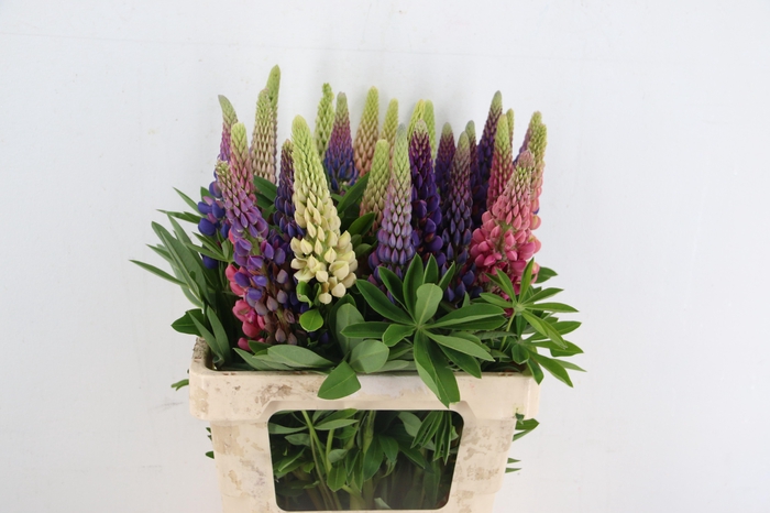 <h4>LUPINUS MIXED</h4>