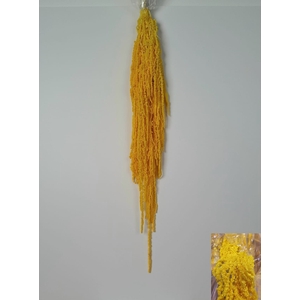 GESTABILISEERD AMARANTHUS (H) GEEL