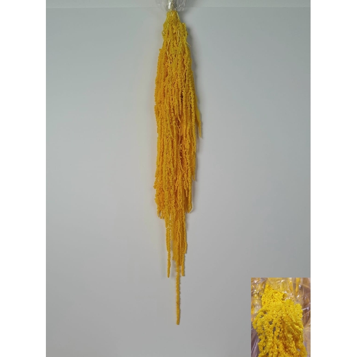 <h4>GESTABILISEERD AMARANTHUS (H) GEEL</h4>