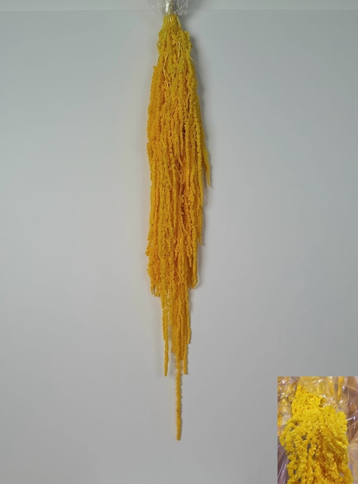 GESTABILISEERD AMARANTHUS (H) GEEL