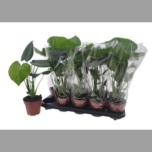 MONSTERA DELICIOSA