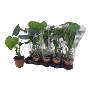MONSTERA DELICIOSA
