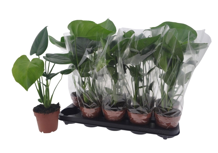 <h4>MONSTERA DELICIOSA</h4>