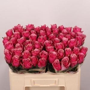 R GR MAJESTIC ATHENA