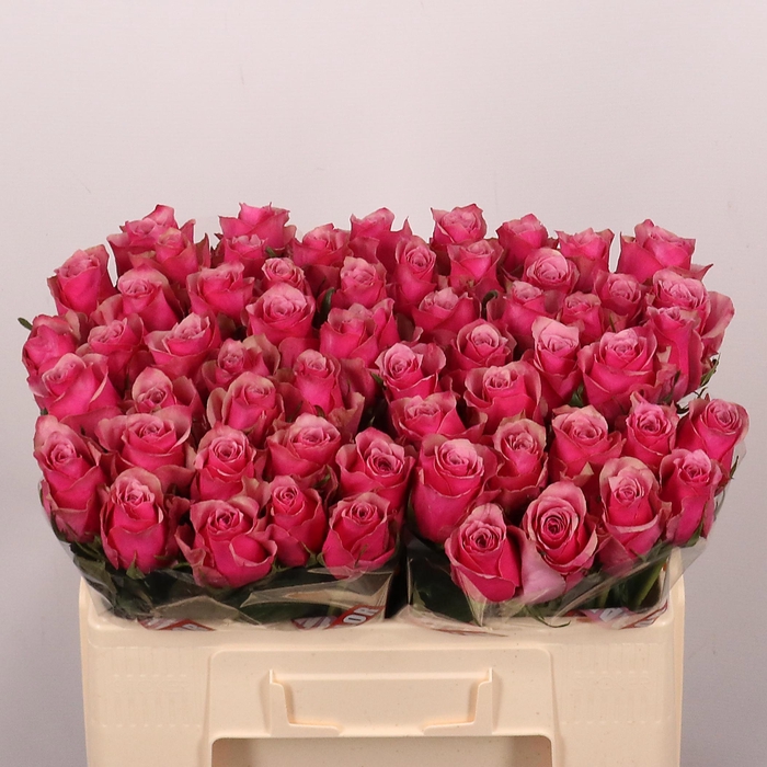 <h4>R GR MAJESTIC ATHENA</h4>