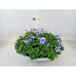 Viola corn. 'Endurio Sky Blue Mart'
