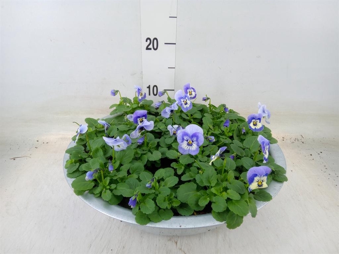 <h4>Viola corn. 'Endurio Sky Blue Mart'</h4>