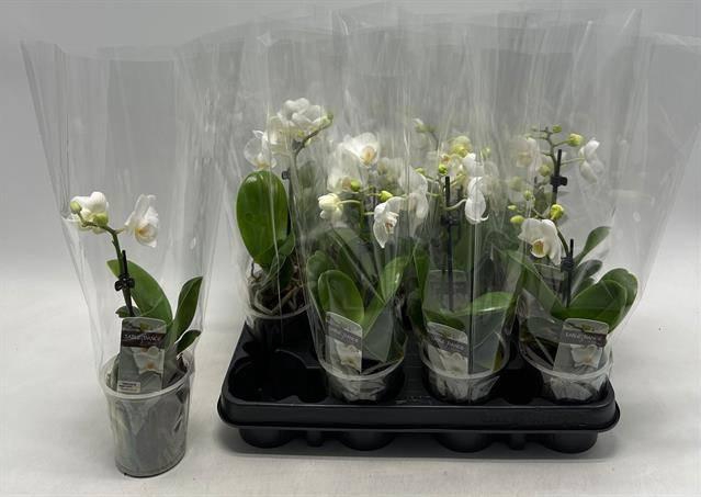 <h4>PHAL OV WIT</h4>