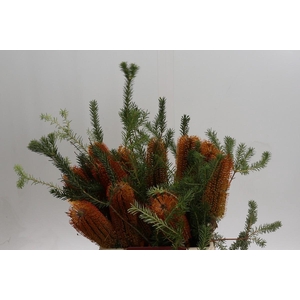 Banksia Ericifolia
