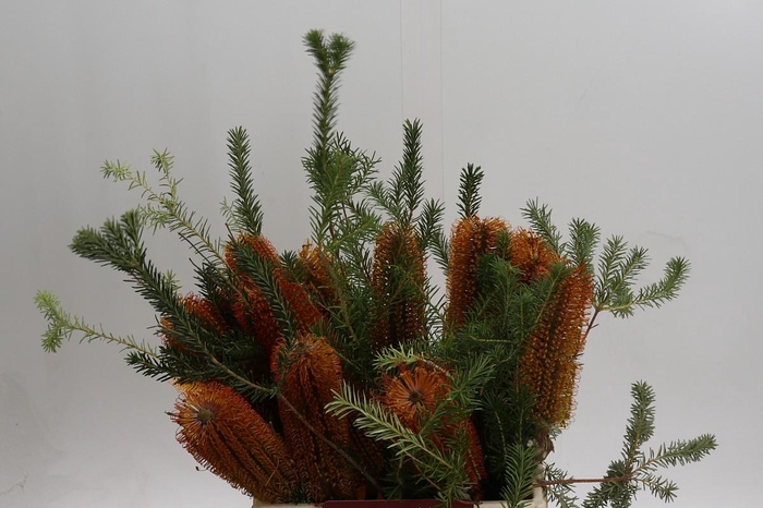 <h4>Banksia Ericifolia</h4>