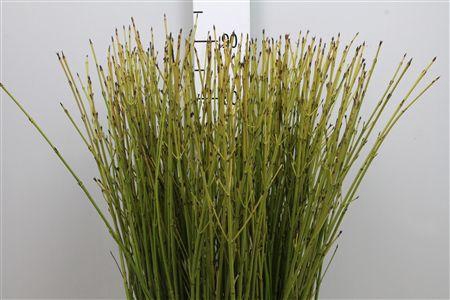 <h4>Cornus S Flaviramea</h4>