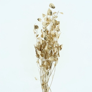 Dried Lunaria Gold