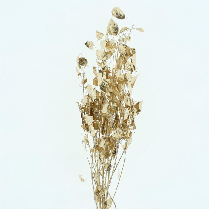 <h4>Dried Lunaria Gold</h4>