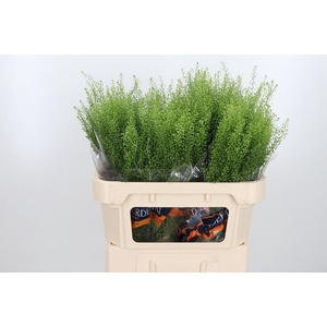 Lepidium Green Bell