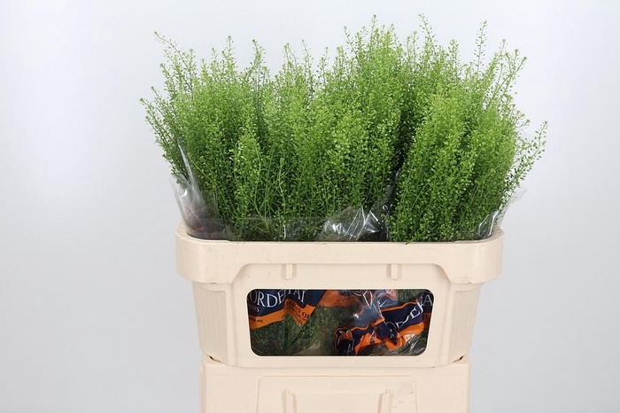 <h4>Lepidium Green Bell</h4>